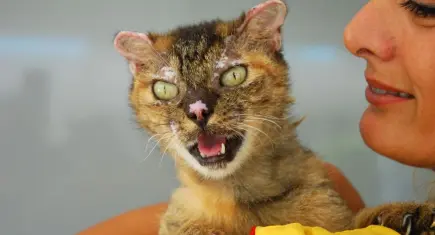 Orman yangınında mucize kurtuluş: Kedi Luna yaşam savaşını kazandı
