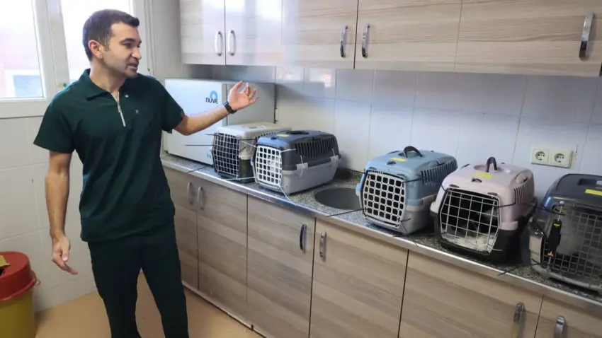 Buca Belediyesi’nden sahipli hayvan iddialarına yanıt: Kesinlikle işlem yapılmıyor haberinin görseli