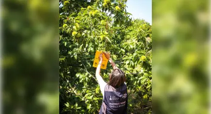 İzmir’in kestanesi koruma altında: Gal arısına karşı sarı tuzak desteği