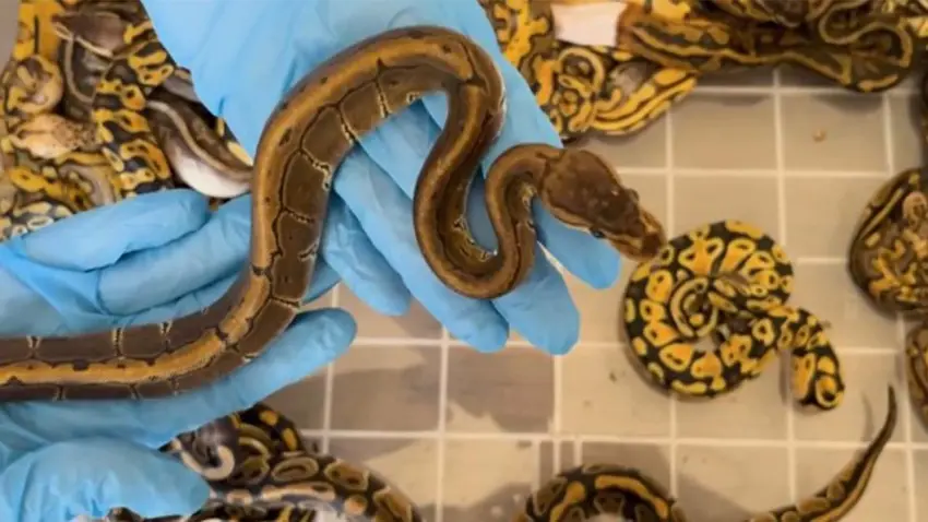 Kapıkule’de kaçakçılık operasyonu: 67 piton yılanı ele geçirildi haberinin görseli