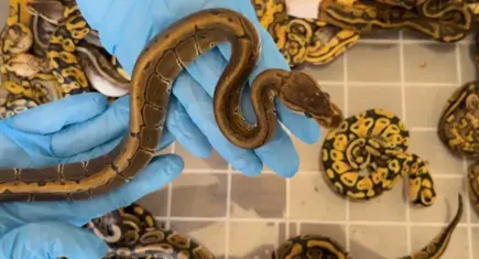 Kapıkule’de kaçakçılık operasyonu: 67 piton yılanı ele geçirildi