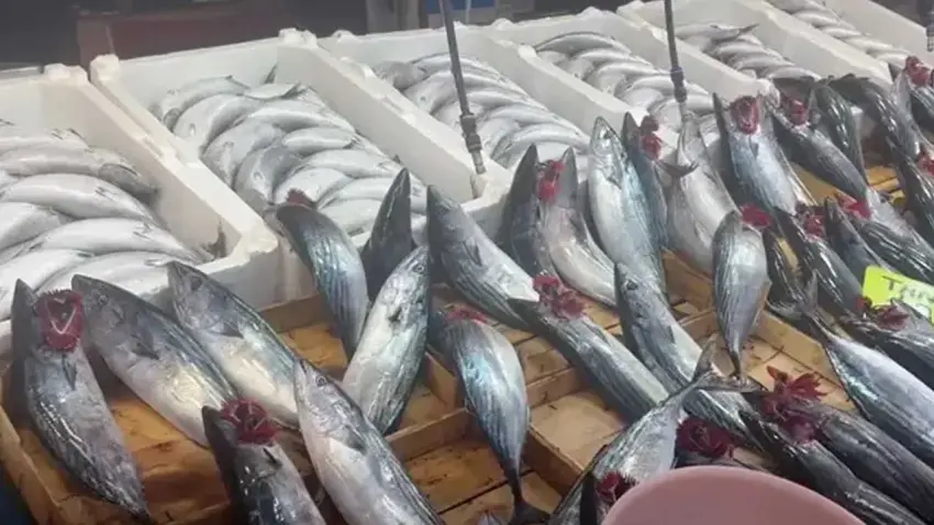 Balıkçı tezgahlarında palamut bolluğu haberinin görseli