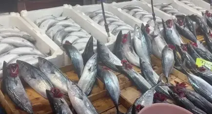 Balıkçı tezgahlarında palamut bolluğu
