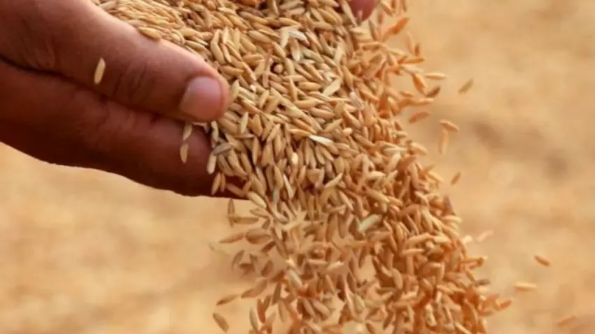 2026 sezonu TMO çeltik alım fiyatları açıklandı haberinin görseli