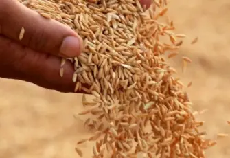 2026 sezonu TMO çeltik alım fiyatları açıklandı
