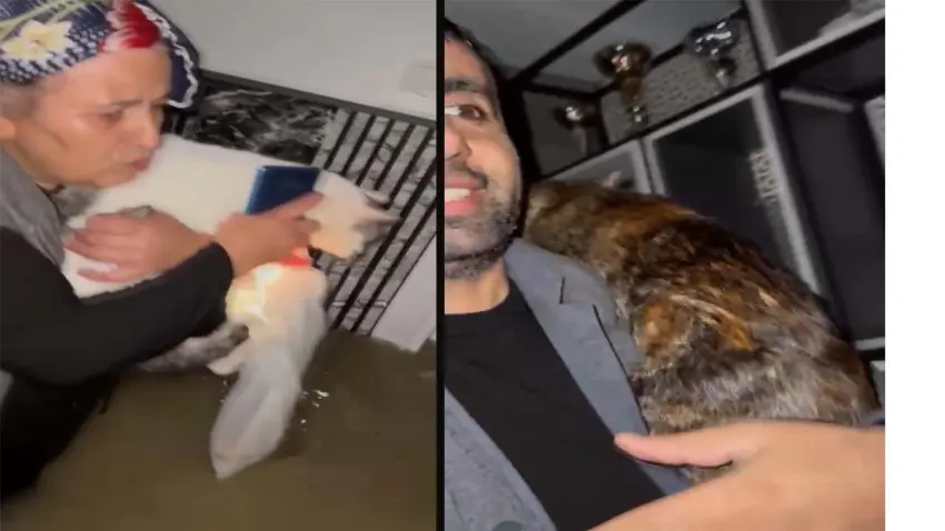 kedi