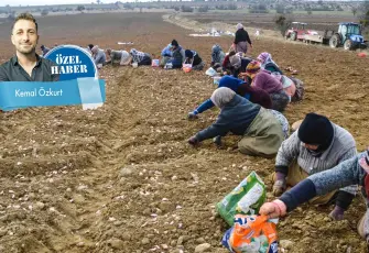 Üretici tarladan, toprak tohumdan kopuyor