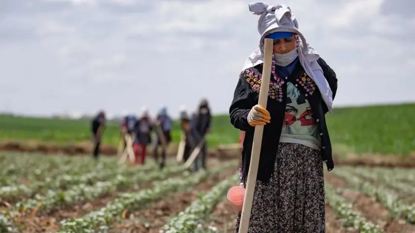 Üretici tarladan, toprak tohumdan kopuyor - Fotoğraf 4