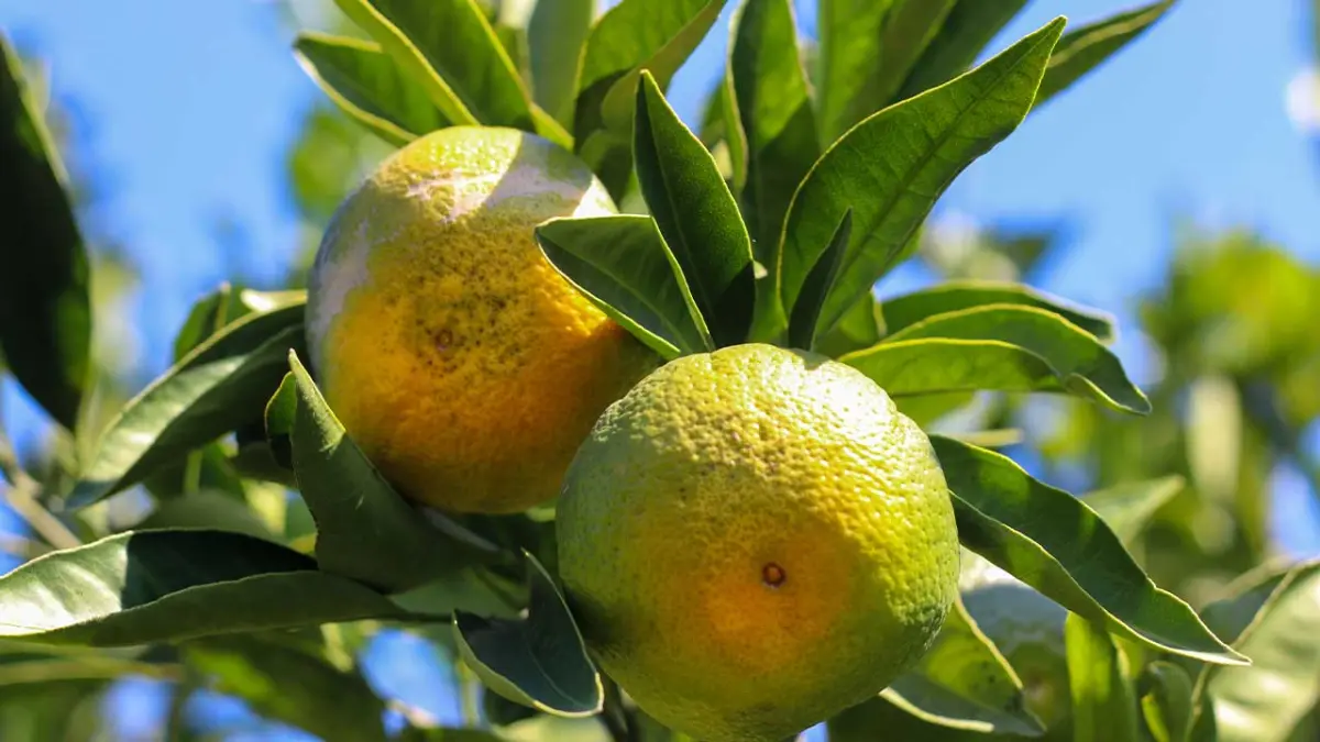 İzmir'de satsuma mandalinanın ihracat yolculuğu başladı görseli