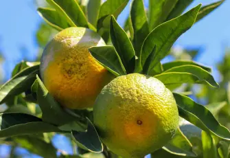 İzmir'de satsuma mandalinanın ihracat yolculuğu başladı