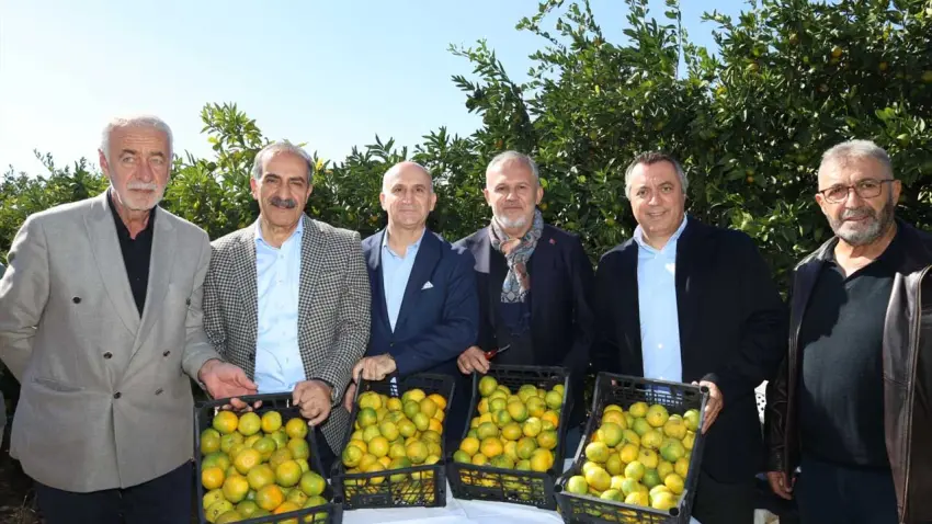 Satsuma mandalinada 2026 sezonu hasadı başladı - Fotoğraf 1