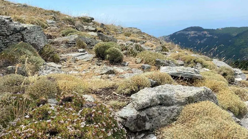 Kaz Dağları’ndan dünya literatürüne: Yeni bir böcek türü keşfedildi haberinin görseli