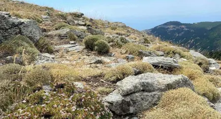 Kaz Dağları’ndan dünya literatürüne: Yeni bir böcek türü keşfedildi