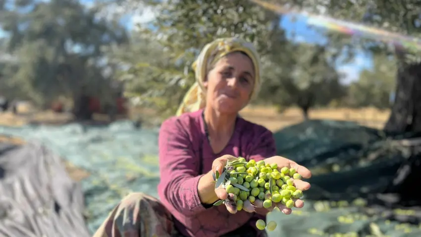 Zeytinde rekor var, çiftçiye bereket yok - Fotoğraf 4