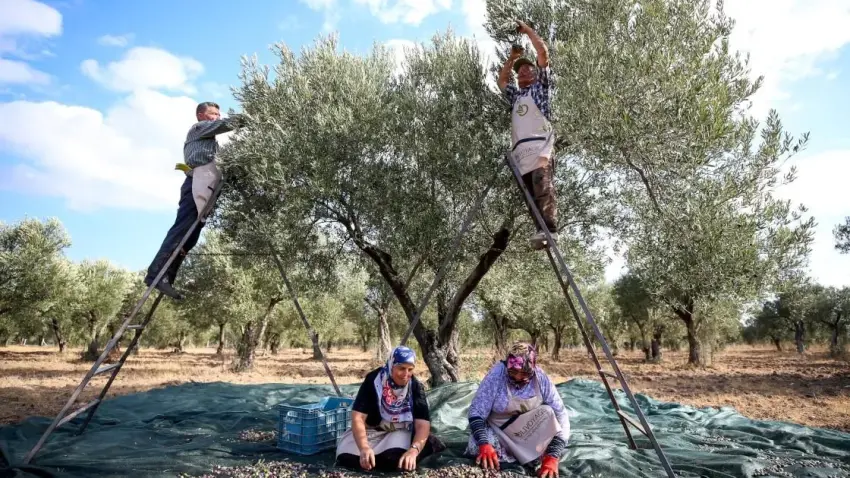 Zeytinde rekor var, çiftçiye bereket yok - Fotoğraf 3