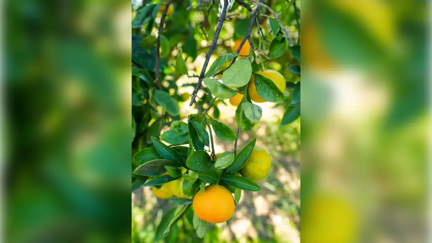 Seferihisar mandalinasında hasat başladı: Yeni ürünler yolda - Fotoğraf 1