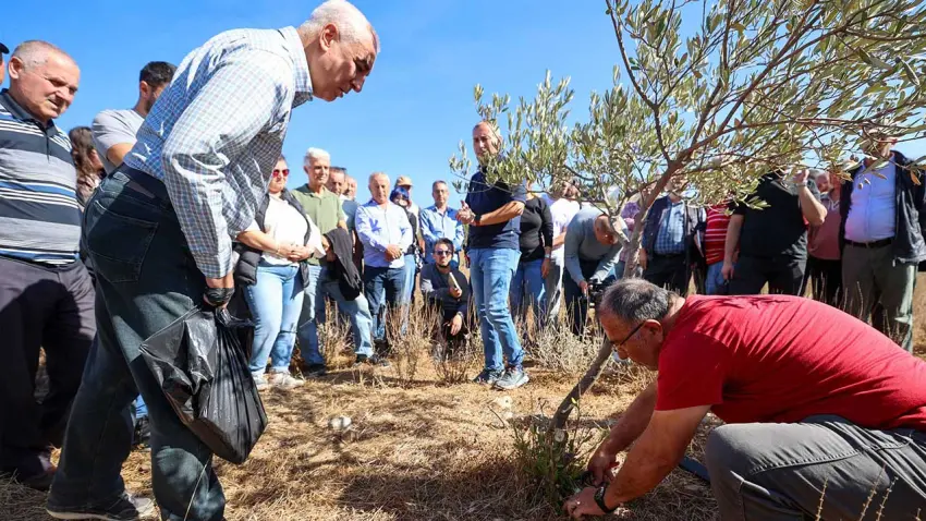 Buca’da zeytin üreticilerine sertifikalı budama eğitimi - Fotoğraf 1
