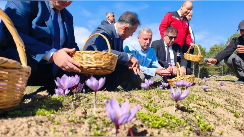 Safranbolu'da hasadı devam eden safranın kilosu 800 bin TL