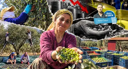 Zeytinde rekor var, çiftçiye bereket yok