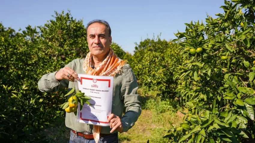 satsuma mandalinası
