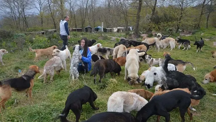 Sokak hayvanları için kritik zirve! Barınak, kısırlaştırma ve mama üretiminde son durum - Fotoğraf 2