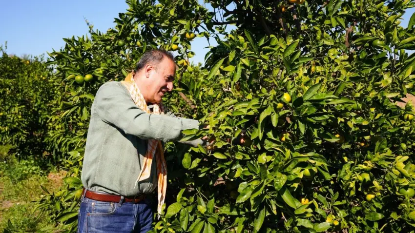Seferihisar’da Satsuma mandalinası için yeni sezon hazırlığı