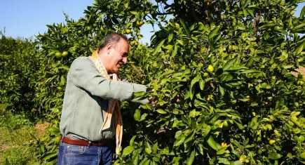 Seferihisar’da Satsuma mandalinası için yeni sezon hazırlığı