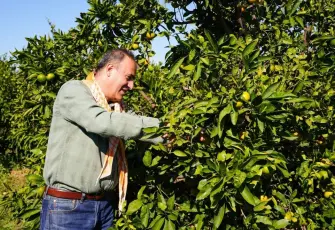 Seferihisar’da Satsuma mandalinası için yeni sezon hazırlığı