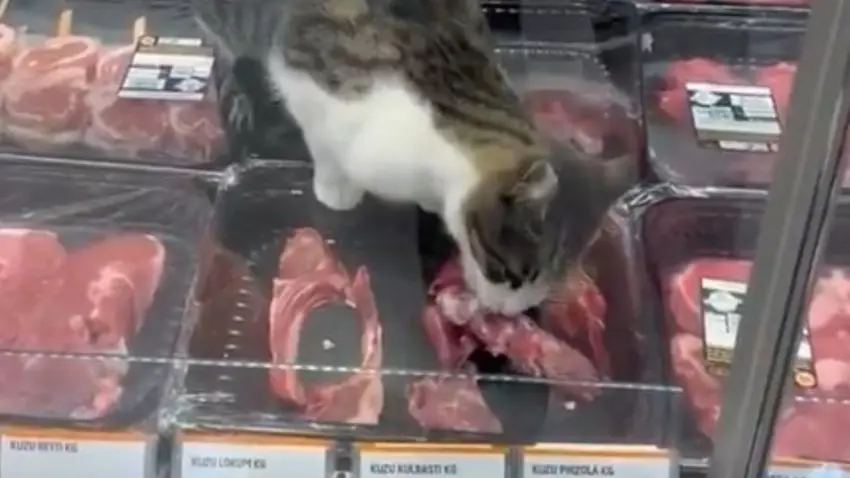 Bursa’da kedi kasap reyonundaki etleri yedi, işletmeye para cezası geldi! haberinin görseli