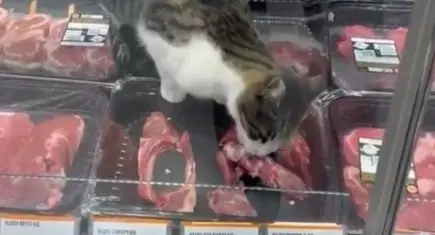 Bursa’da kedi kasap reyonundaki etleri yedi, işletmeye para cezası geldi!