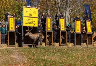Kocaeli Ormanya’da yetiştirilen 9 kızılgeyik Kuzuyayla’da doğaya bırakıldı