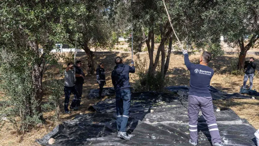 Bornova’nın zeytinleri ihtiyaç sahibi ailelerin sofrasına ulaşacak haberinin görseli