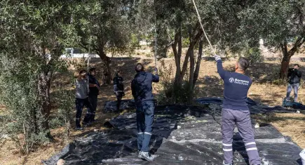 Bornova’nın zeytinleri ihtiyaç sahibi ailelerin sofrasına ulaşacak