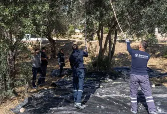 Bornova’nın zeytinleri ihtiyaç sahibi ailelerin sofrasına ulaşacak