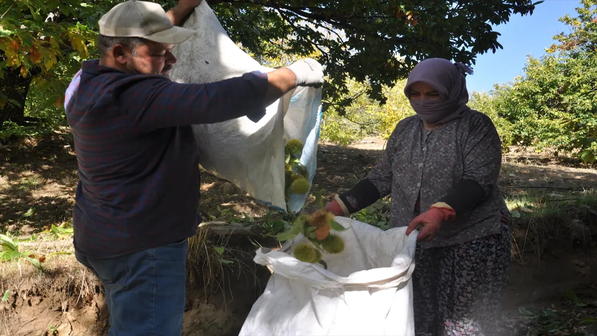 Ödemiş yaylalarında kestane hasadı
