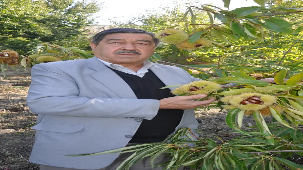 Ödemiş yaylalarında kestane hasadı