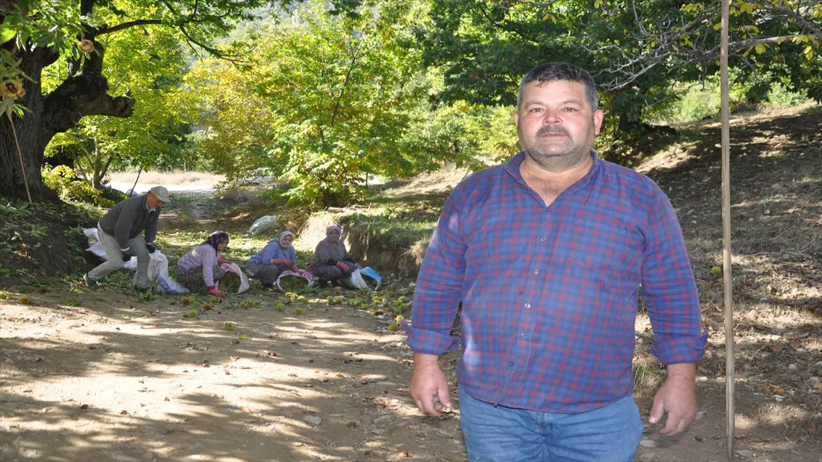 Ödemiş yaylalarında kestane hasadı