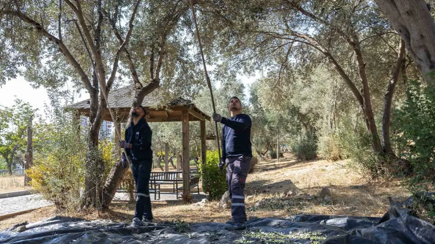 Bornova’nın zeytinleri ihtiyaç sahibi ailelerin sofrasına ulaşacak - Fotoğraf 2