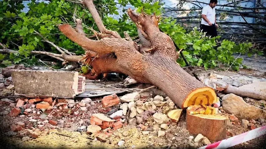 Buca’da ağaç kesimine tepki: Ağaç yerine beton haberinin görseli