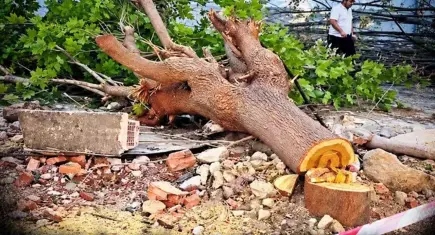 Buca’da ağaç kesimine tepki: Ağaç yerine beton
