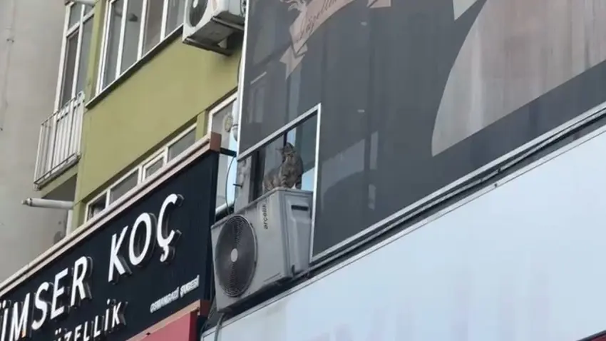 Yavru kediyi kurtarmak isterken başının üzerine düşüp öldü - Fotoğraf 1