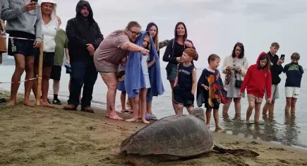  İzmir'de tedavileri tamamlanan 4 Caretta Caretta mavi sularla buluştu