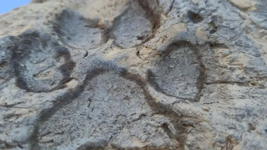 Tavşanlı Höyük’te 4 bin yıllık köpek pati izi bulundu - Fotoğraf 2