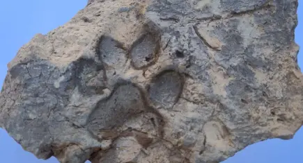 Tavşanlı Höyük’te 4 bin yıllık köpek pati izi bulundu