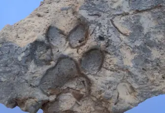 Tavşanlı Höyük’te 4 bin yıllık köpek pati izi bulundu