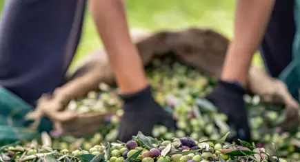 Zeytincilik sektörü yüksek rekolte sezonuna giriyor