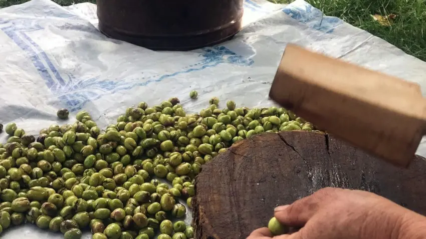 Ödüllü Derik zeytininde hasat Başladı: Kilosu 400 liraya ulaştı! - Fotoğraf 2