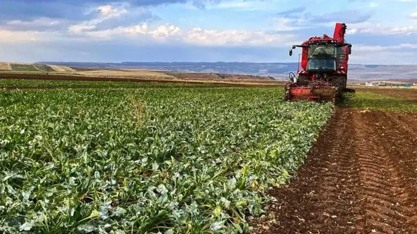 Pancar üreticilerine 952 milyon liralık avans ödemesi haberinin görseli