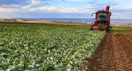 Pancar üreticilerine 952 milyon liralık avans ödemesi
