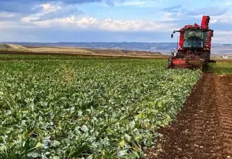 Pancar üreticilerine 952 milyon liralık avans ödemesi